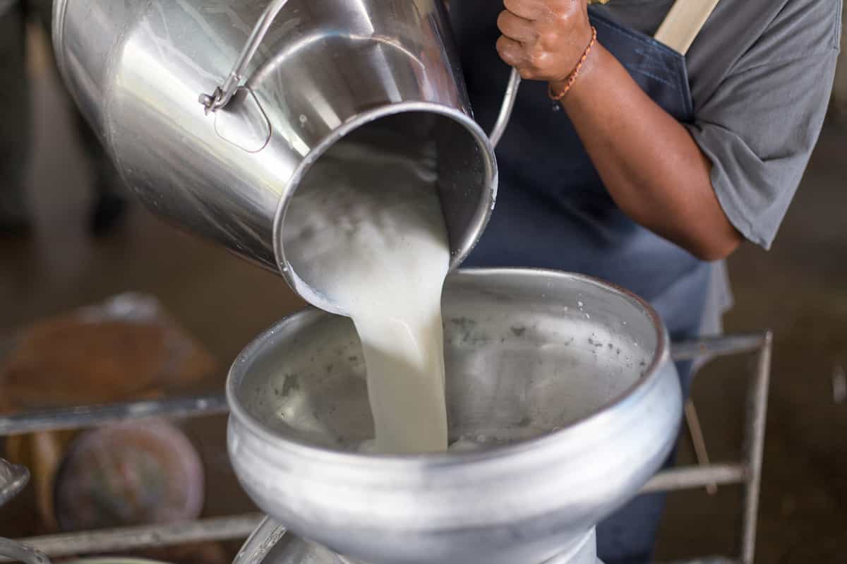 Worker,Pouring,Milk,Into,A,Container,For,Transform