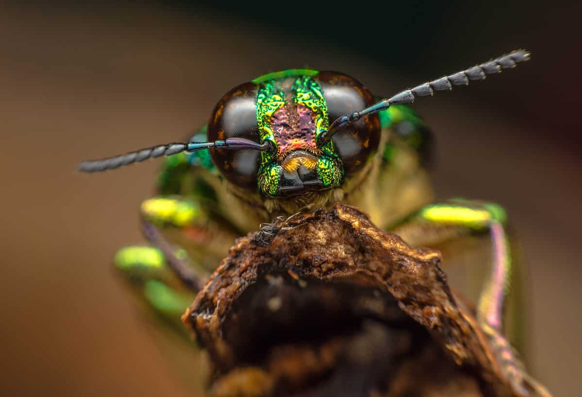Insect sitting on a log