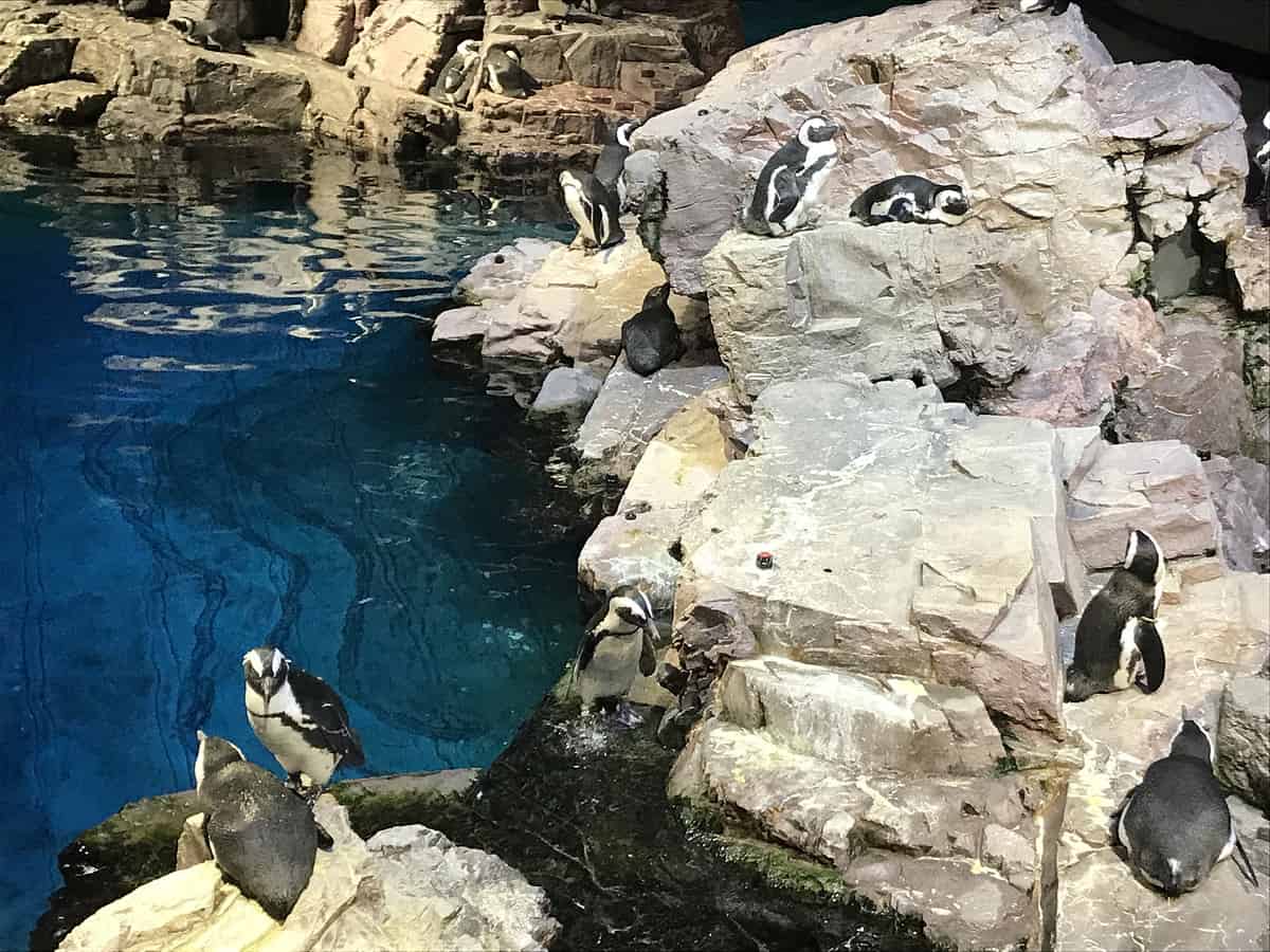 African penguin exhibit at New England Aquarium in Boston