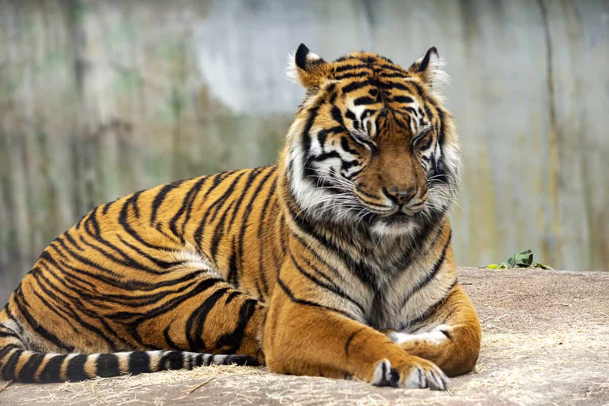 bengal tiger at the zoo