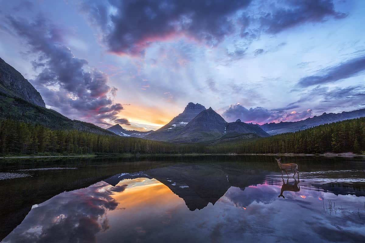 A mule deer wanders out into the shallows of this small lake in one of the most beautful places on earth, Glacier National Park located in Montana.