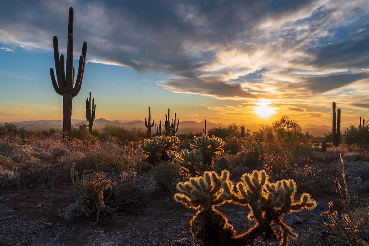 Cholla cacti holding light during majestic sunset with saguaro cactus silhouettes and camelback mountain in distance shot from McDowell sonoran conservancy in scottsdale, AZ