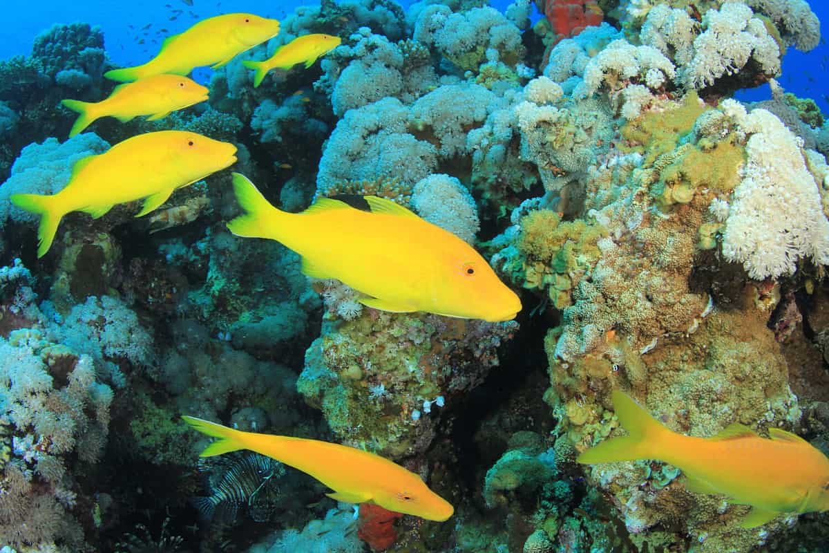 Tropical Fish and Coral: School of Yellowsaddle Goatfish hunting