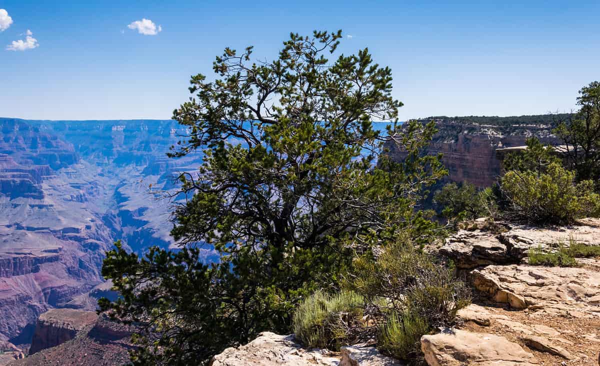 Tree and the edge of the Grand Canyon cliff, Arizona