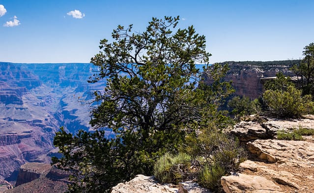Tree and the edge of the Grand Canyon cliff, Arizona