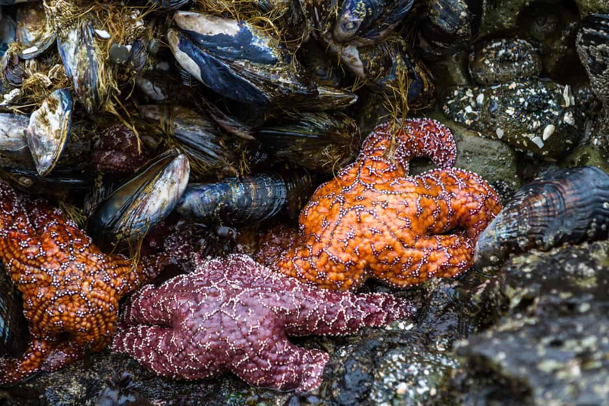 Close up of an orange and purple ochre sea stars exposed by the low tides clinging to a rock in the southern Oregon coast