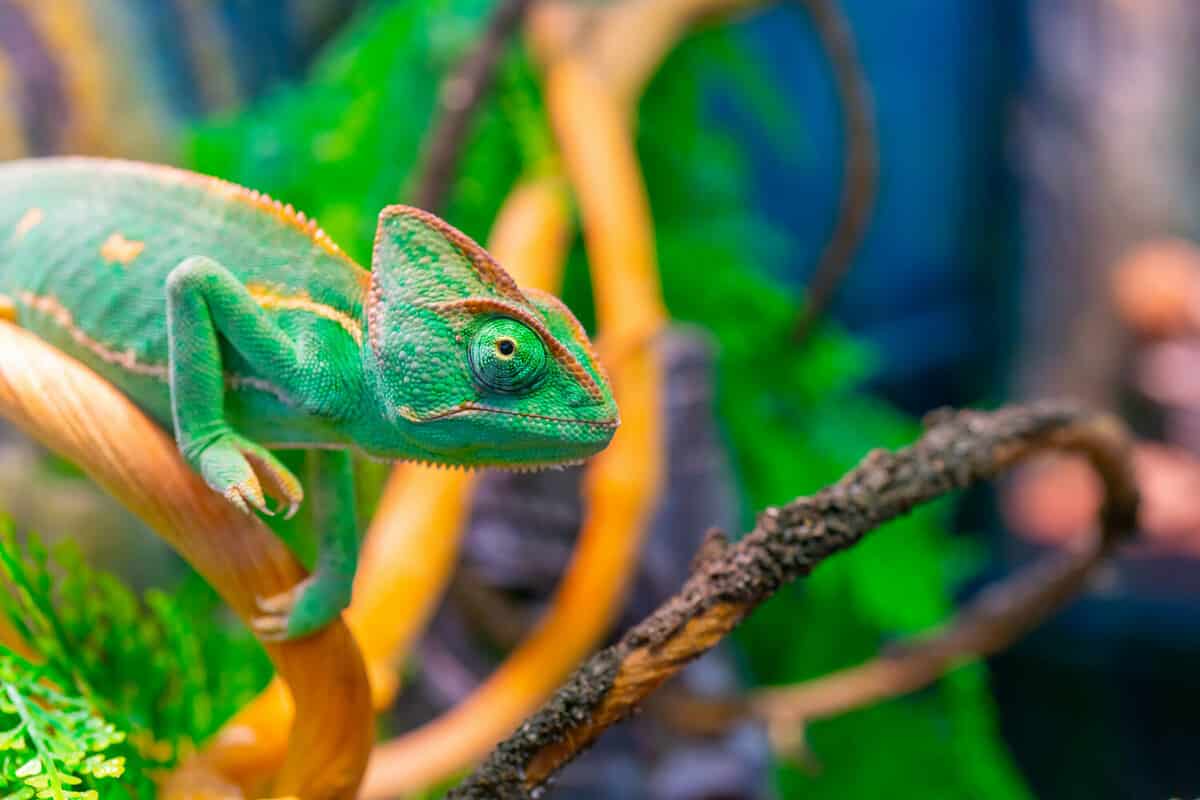 A close-up shot of a beautiful green chameleon on a branch in the zoo park