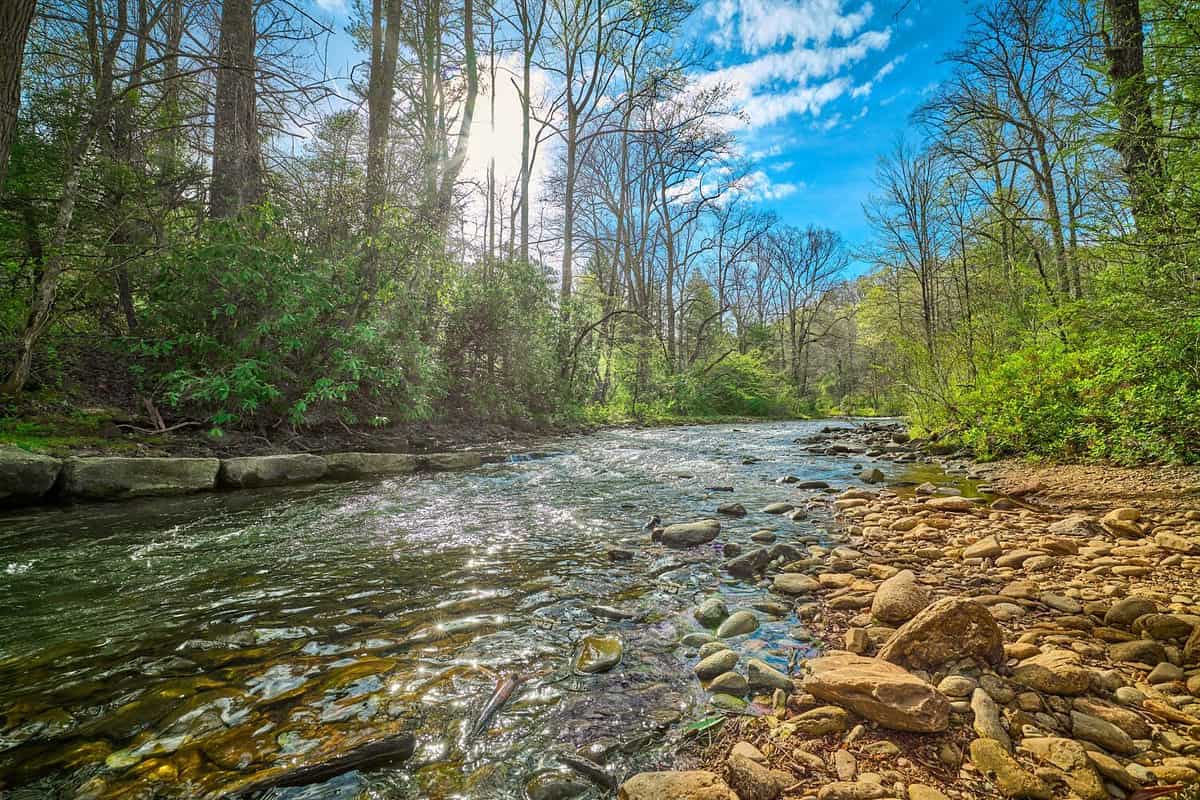 Mills River in Pisgah National Forest North Carolina.