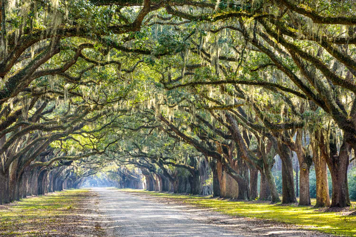 Savannah, Georgia, USA oak tree lined road at historic Wormsloe Plantation.