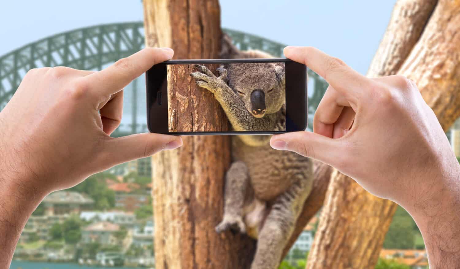 Hand holding Smartphone in Australia