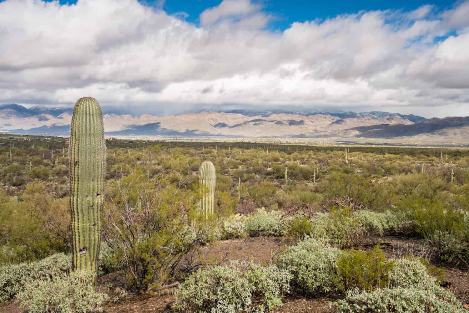 Storm by Saguaro National Park Tucson