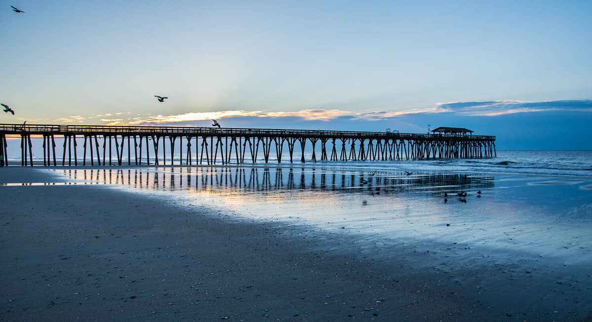 Birds flying and perching in a sunrise on the beach over the Myrtle Beach, SC fishing pier