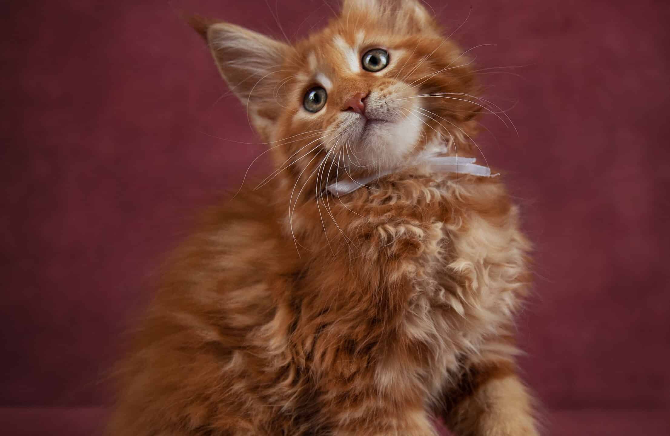 Male cat names