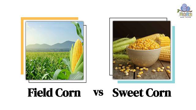 Field Corn vs Sweet Corn