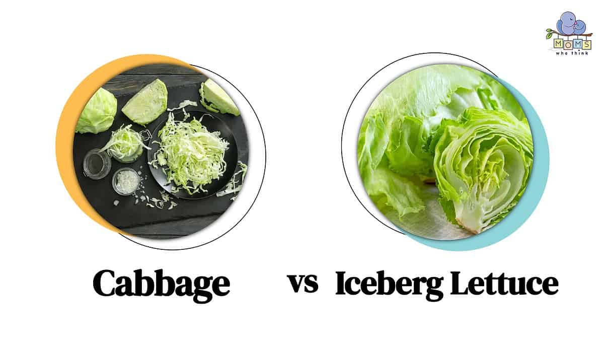 Cabbage vs Iceberg Lettuce
