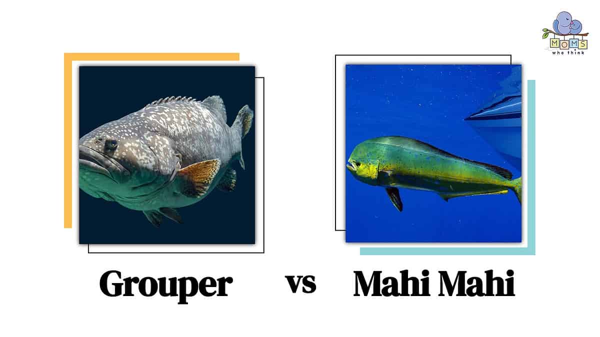 Grouper vs Mahi Mahi