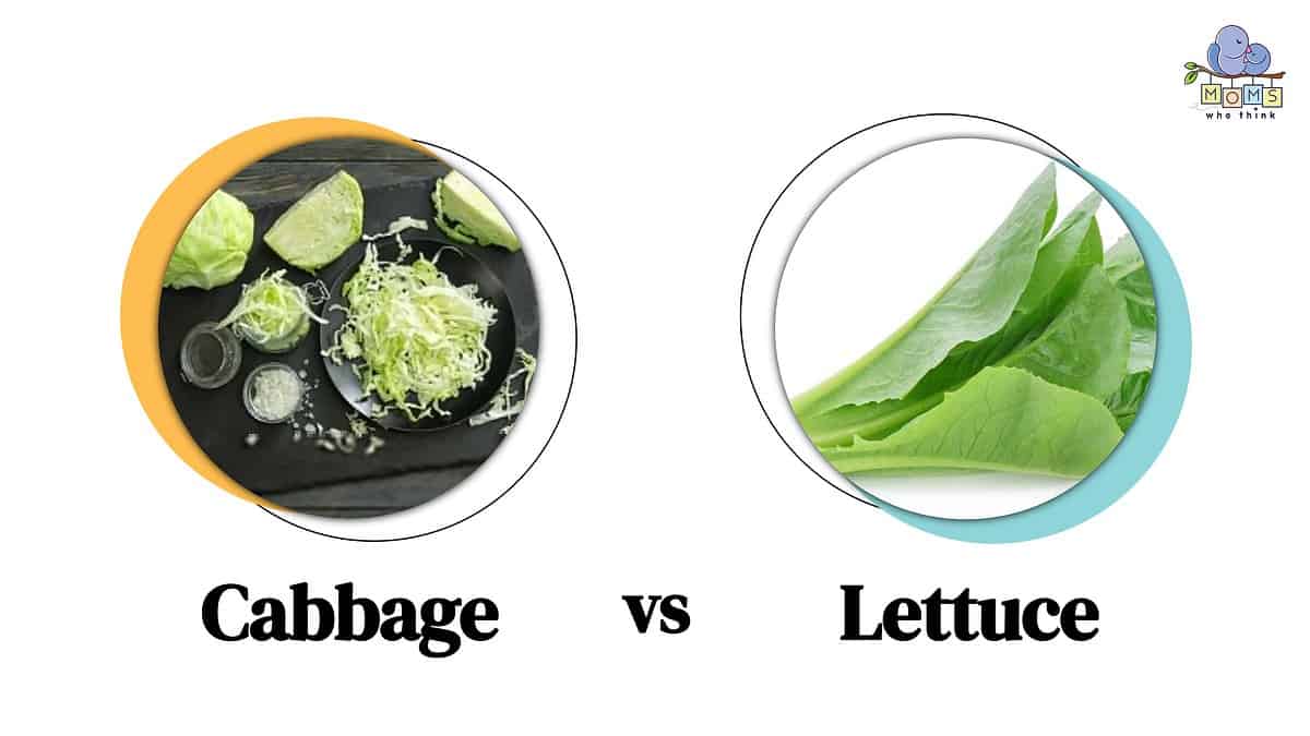 Cabbage vs Lettuce 3 Main Differences Between the Two Vegetables