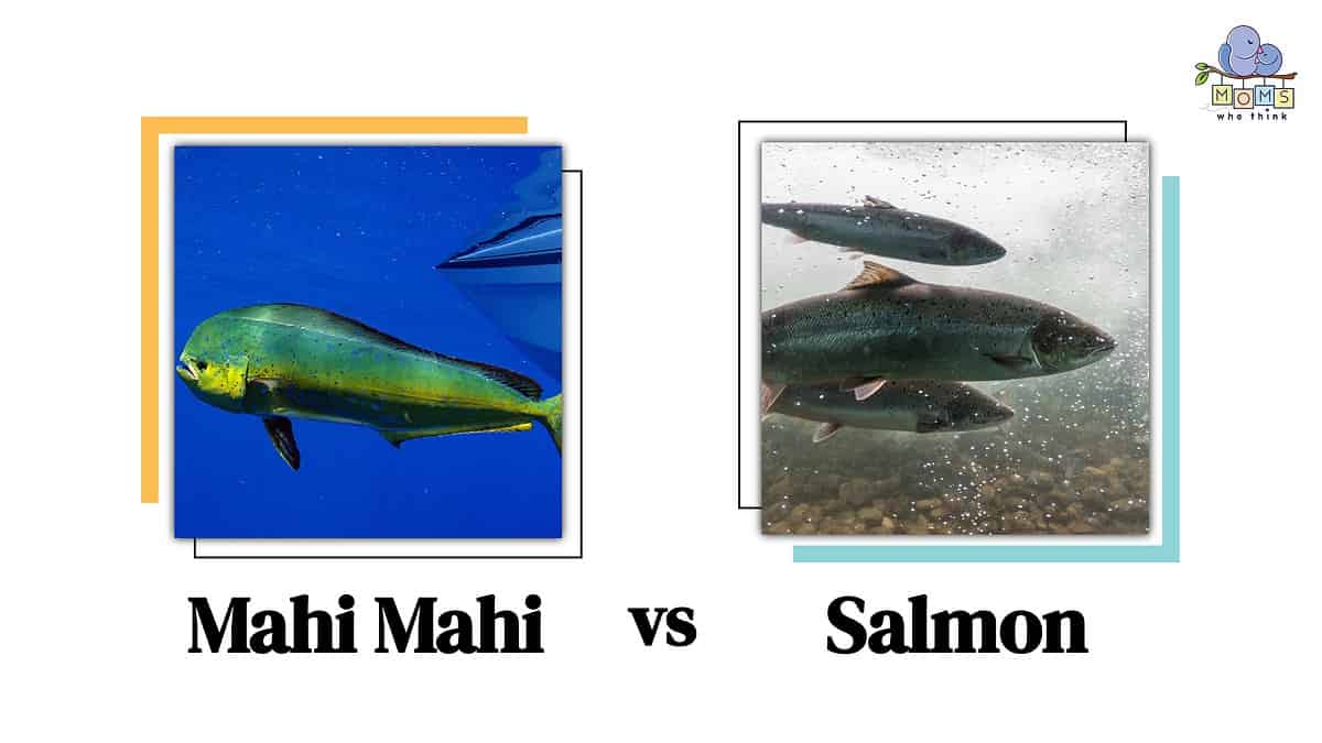 Mahi Mahi vs Salmon