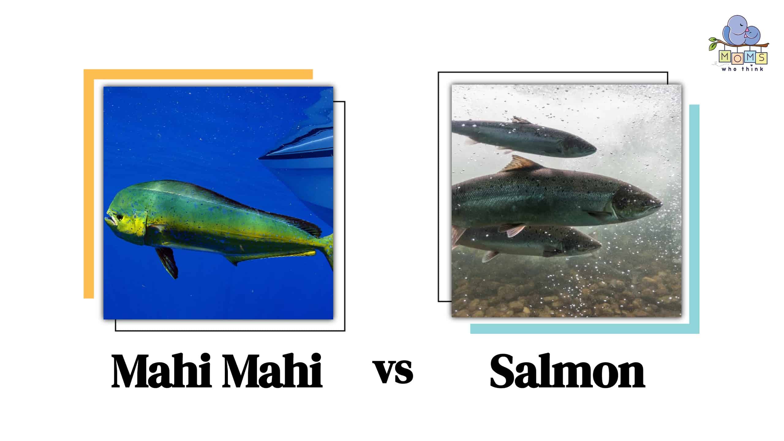 Mahi Mahi vs Salmon