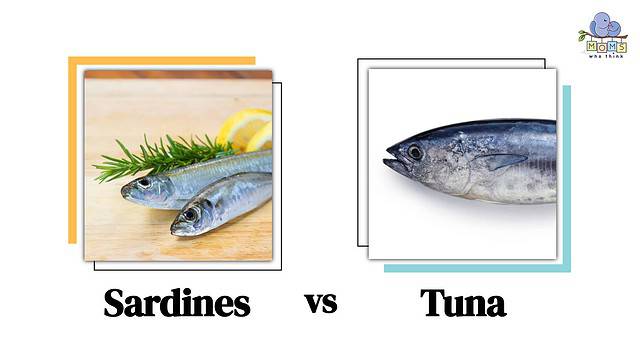 Sardines vs Tuna