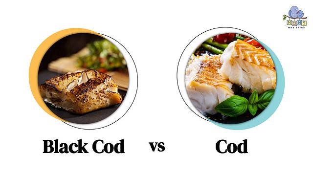 Black Cod vs Cod