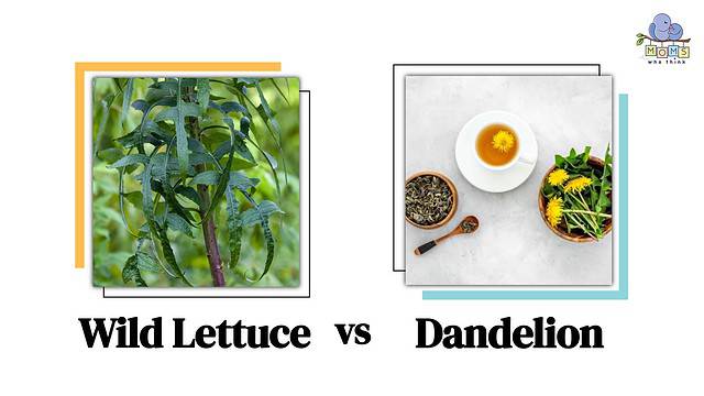 Wild Lettuce vs Dandelion