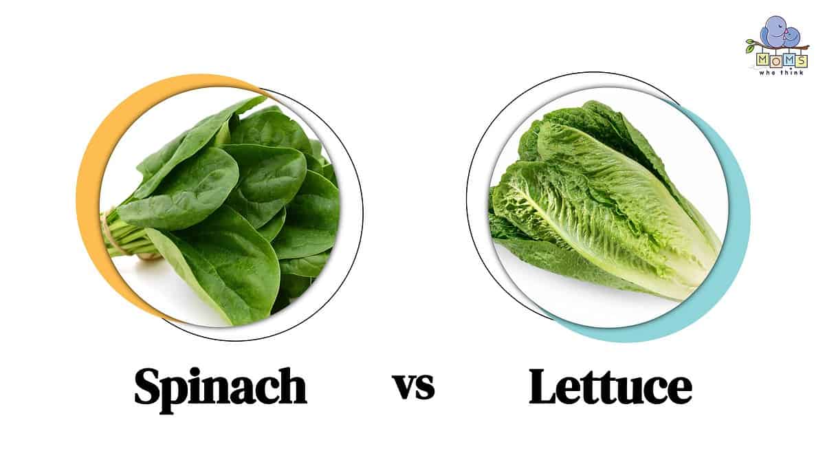 Spinach vs Lettuce