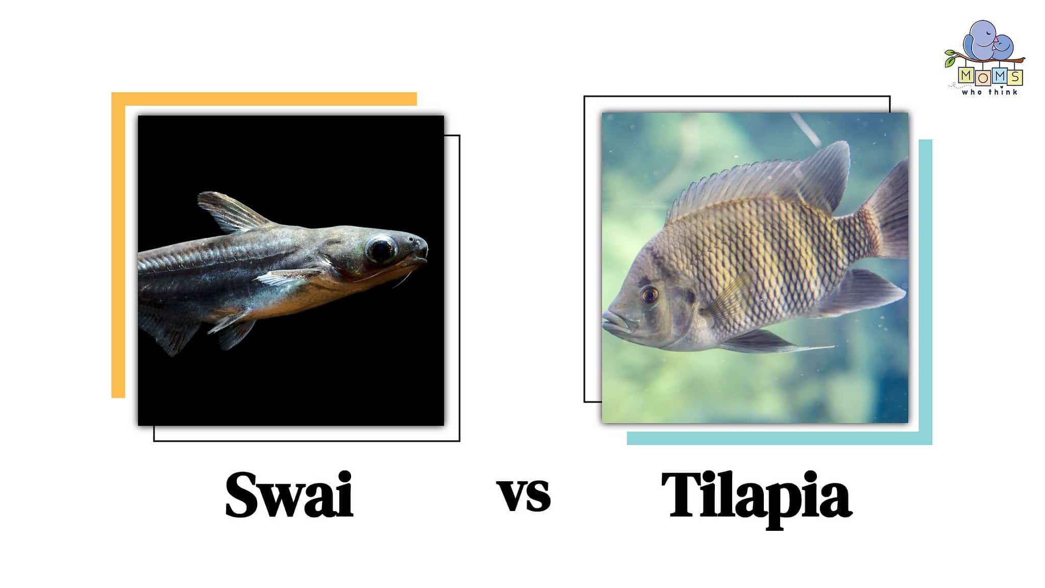 Swai vs. Tilapia: What You Should Know Before Eating