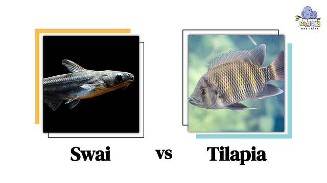 Swai vs Tilapia