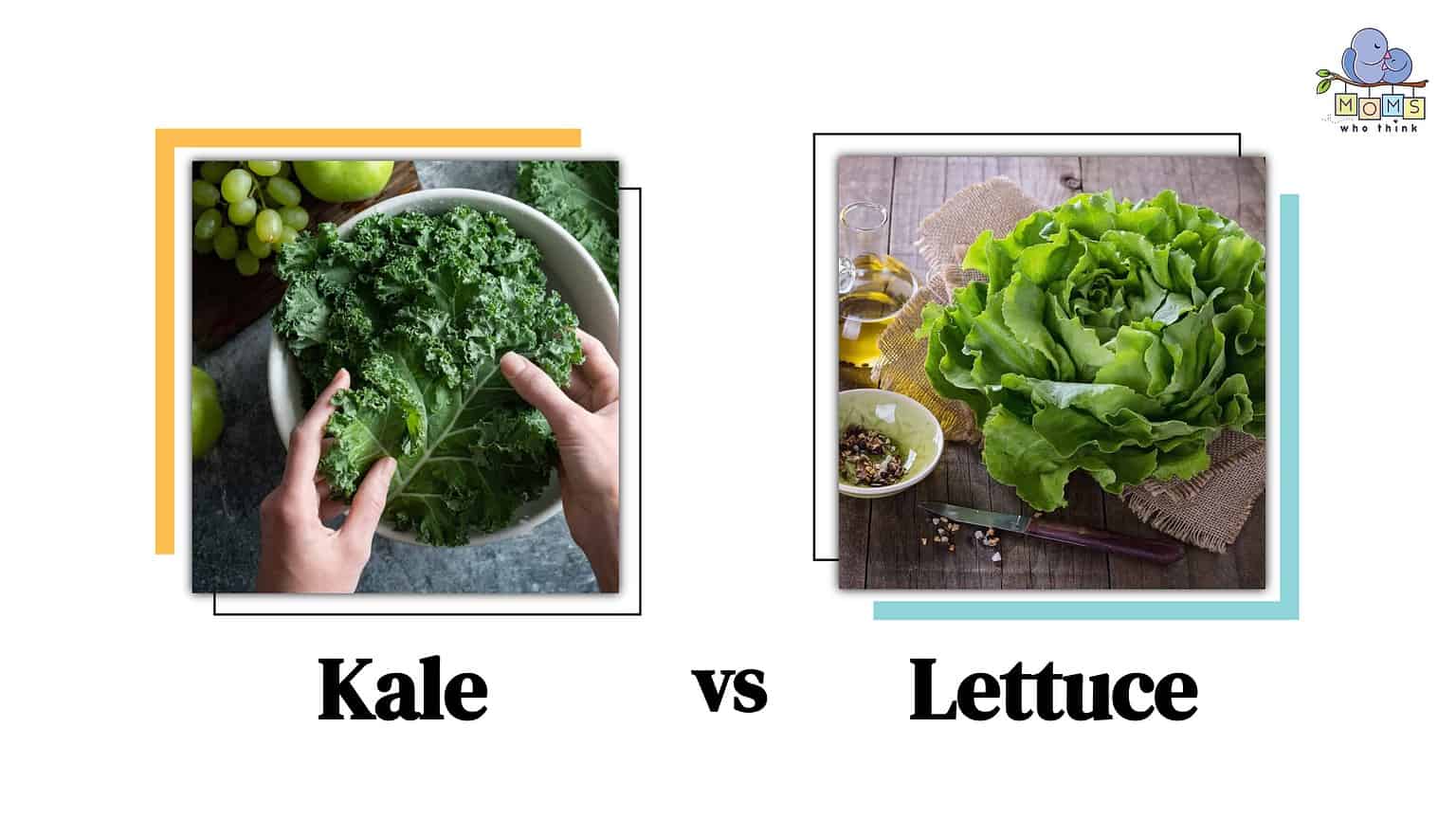 Kale vs Lettuce Difference in Classification and Nutrients