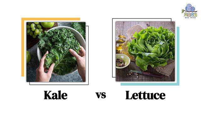 Kale vs Lettuce