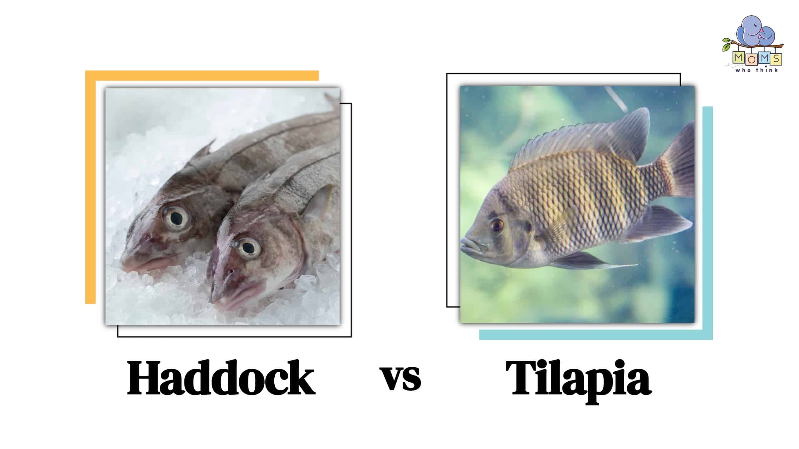 Haddock vs Tilapia