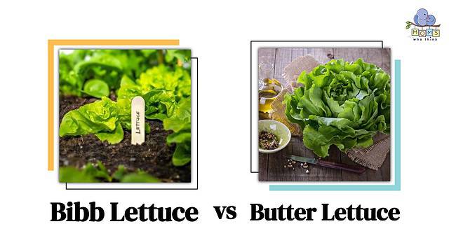 Bibb Lettuce vs Butter Lettuce