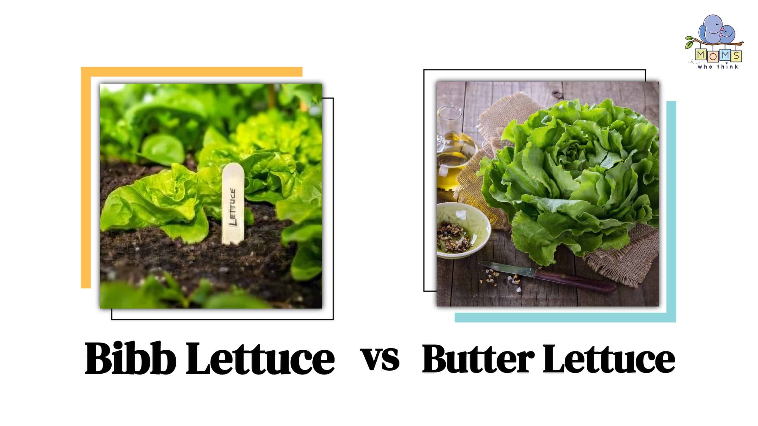 Bibb Lettuce vs Butter Lettuce