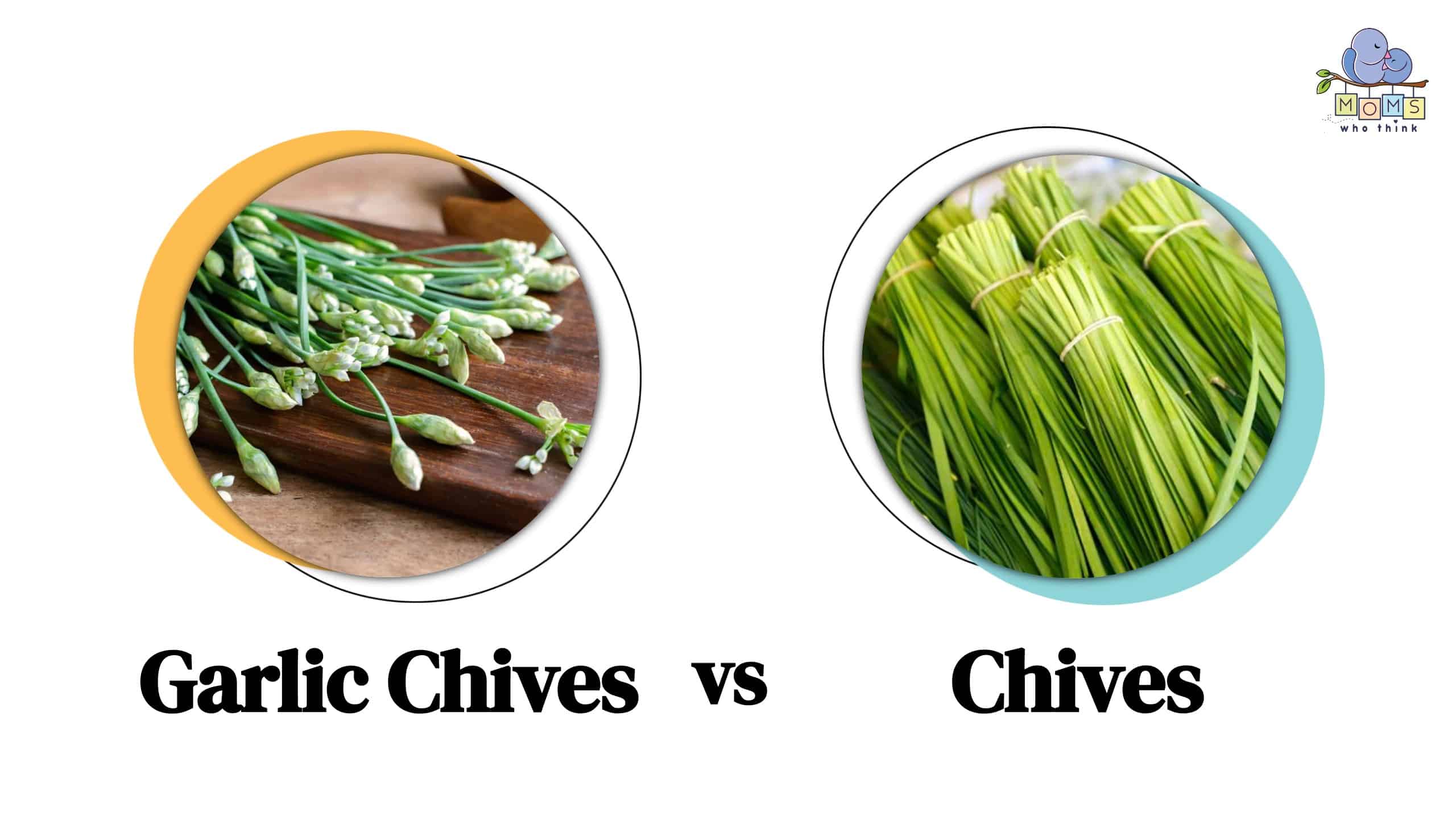 Garlic Chives vs Chives
