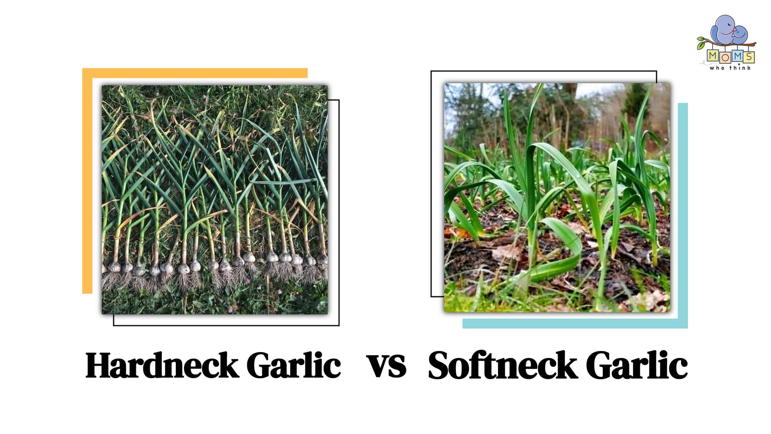 Hardneck Garlic vs Softneck Garlic