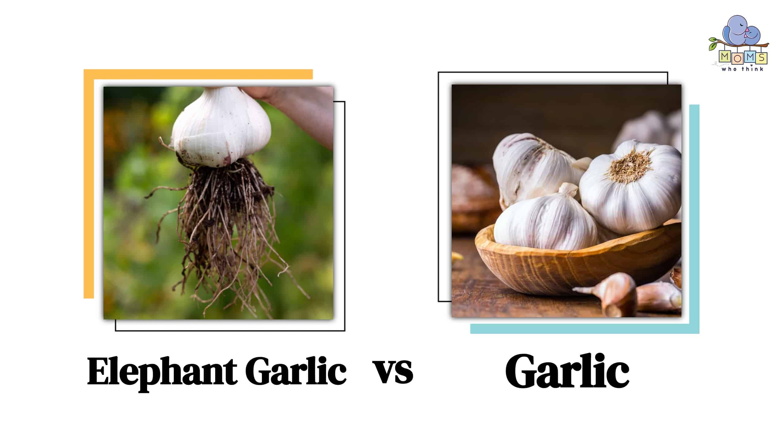 Elephant Garlic vs Garlic