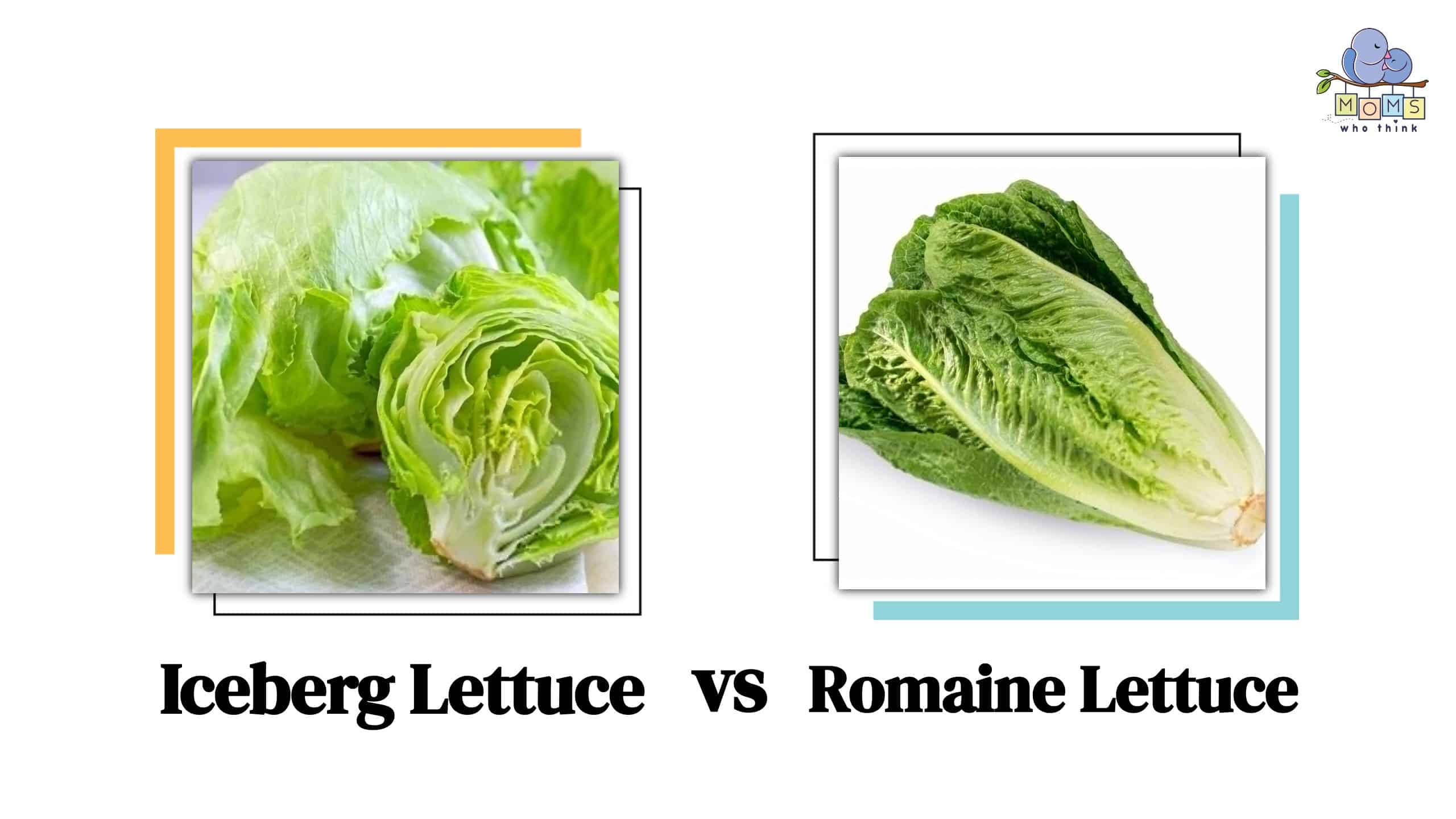 Iceberg Lettuce vs Romaine Lettuce
