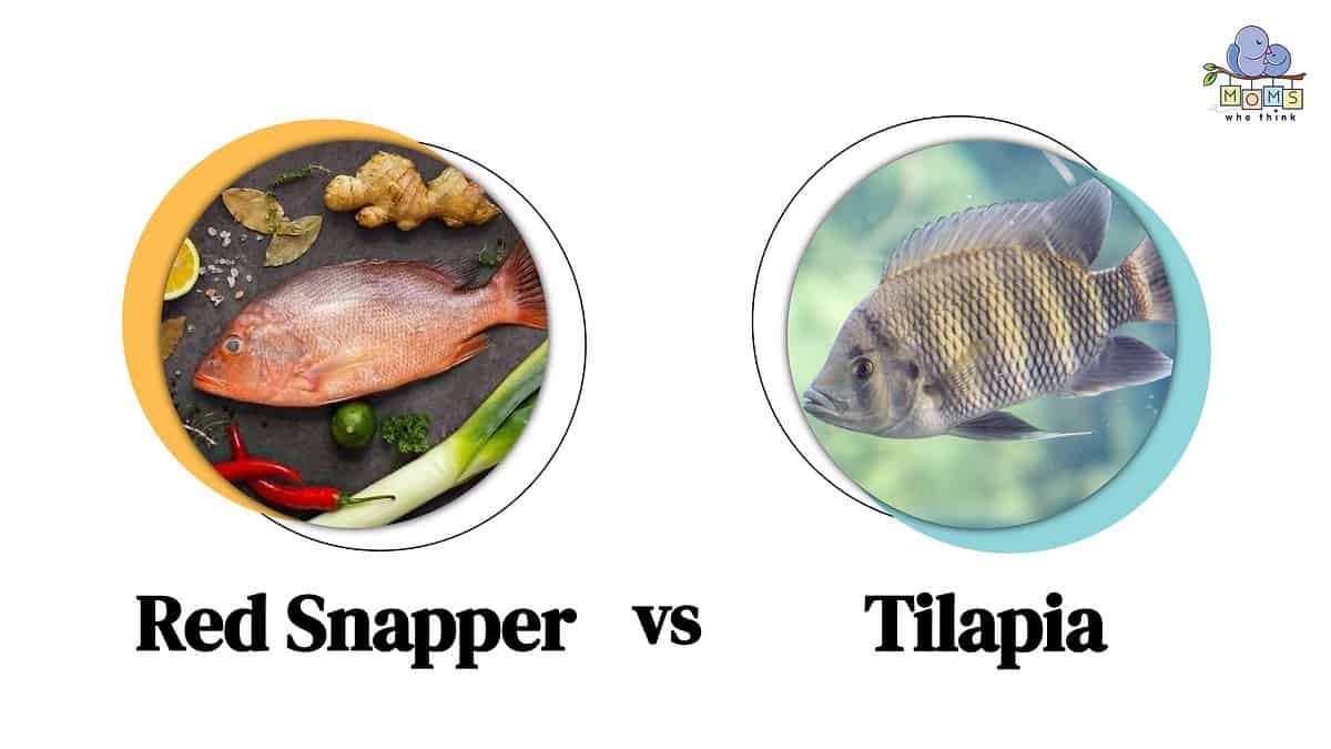 Red Snapper vs Tilapia