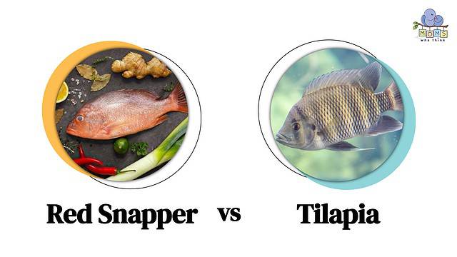 Red Snapper vs Tilapia