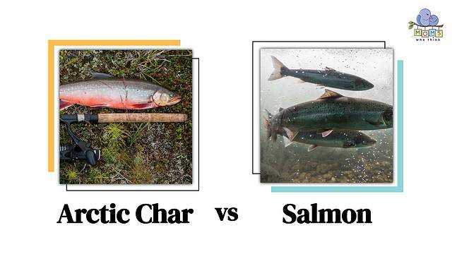 Arctic Char vs Salmon