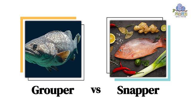 Grouper vs Snapper