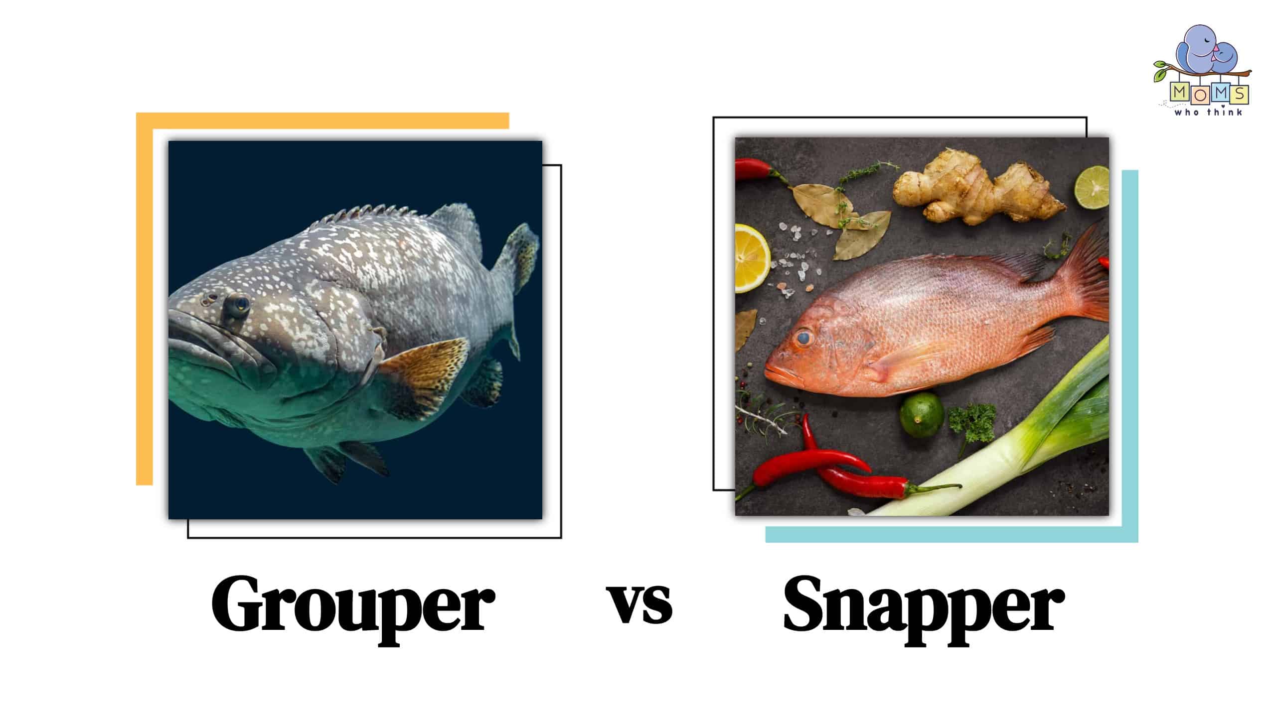 Grouper vs Snapper