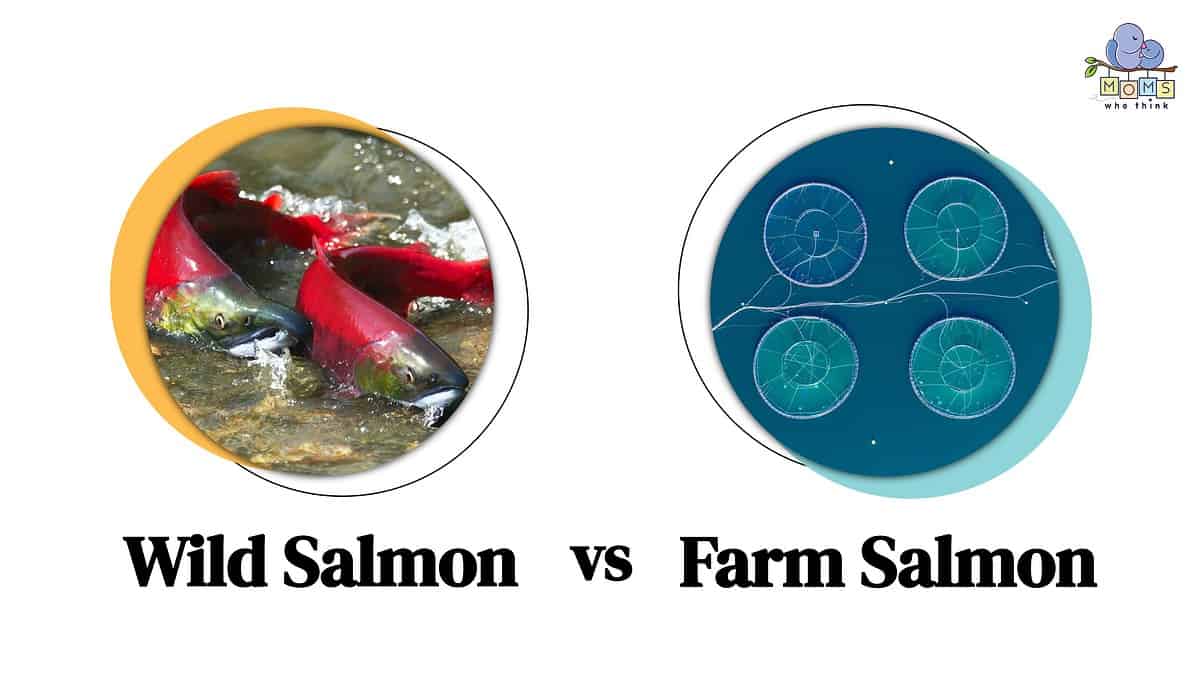 Wild Salmon vs Farm Salmon