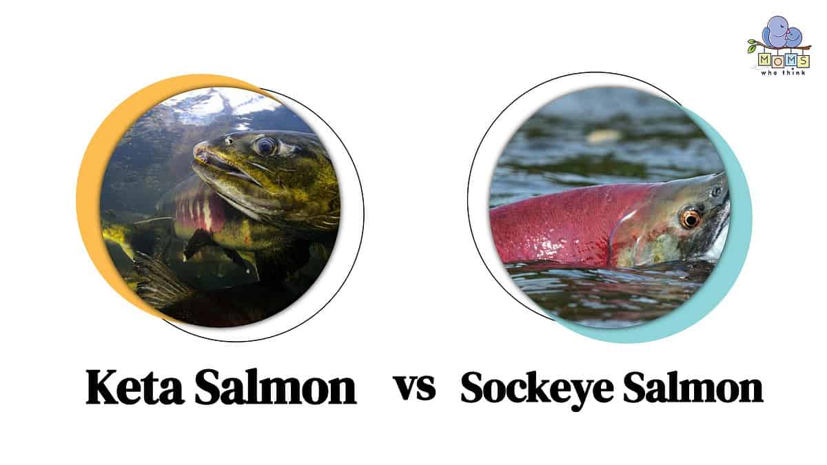 Keta Salmon vs Sockeye Salmon