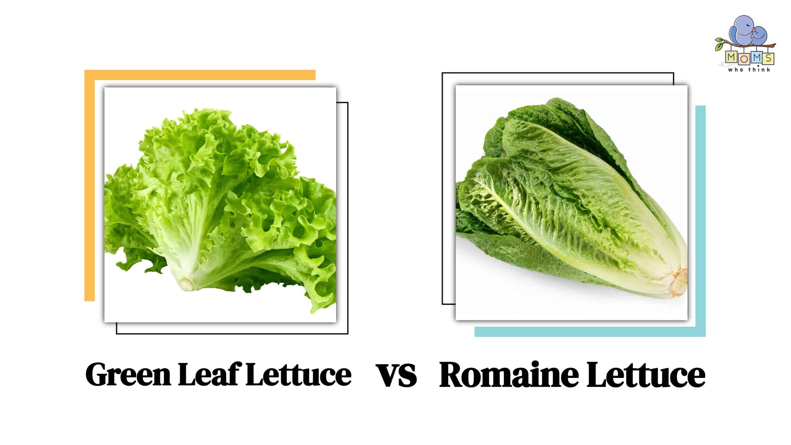 Green Leaf Lettuce vs Romaine Lettuce