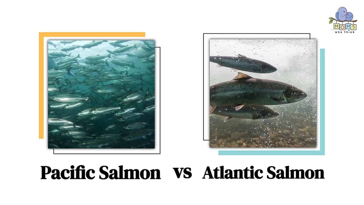Pacific Salmon vs Atlantic Salmon