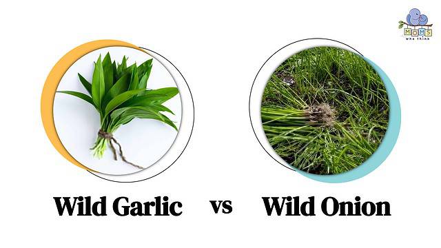Wild Garlic vs Wild Onion