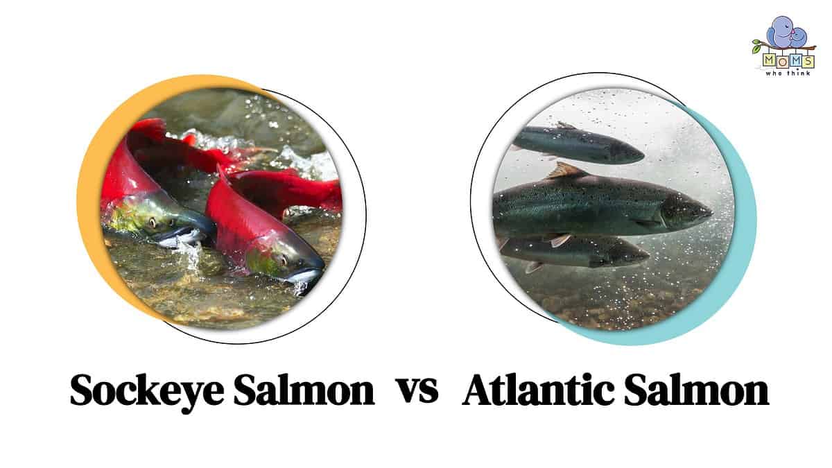 Sockeye Salmon vs Atlantic Salmon