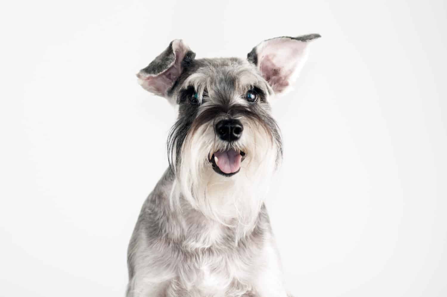 Happy, cute, funny dog Schnauzer isolated on white background.